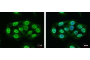 ICC/IF Image RAP1 antibody [N2C3] detects RAP1 protein at nucleus and cytoplasm by immunofluorescent analysis.