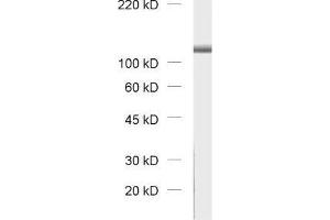 dilution: 1 : 1000, sample: rat brain homogenate (VPS18 anticorps)