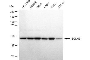 anti-Egl-9 Family Hypoxia Inducible Factor 2 (EGLN2) antibody