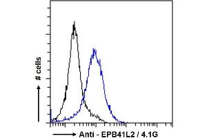 ABIN238594 Flow cytometric analysis of paraformaldehyde fixed A431 cells (blue line), permeabilized with 0. (EPB41L2 anticorps  (Internal Region))