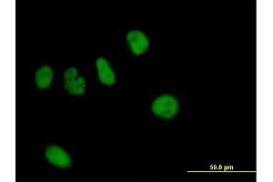 Immunofluorescence of purified MaxPab antibody to ZNF484 on HeLa cell. (ZNF484 anticorps  (AA 1-852))