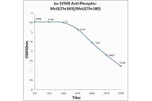 Antigen: 0. (MST1/MST2 (pThr180), (pThr183) anticorps)