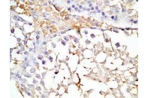 Mouse testis tissue was stained by Rabbit Anti-INSL5 C Peptide (Human) Antibody