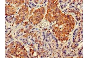 Immunohistochemistry of paraffin-embedded human pancreatic tissue using ABIN7144546 at dilution of 1:100