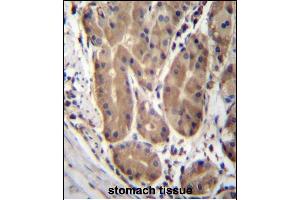 ABHD2 Antibody (Center) (ABIN657007 and ABIN2846187) immunohistochemistry analysis in formalin fixed and paraffin embedded human stomach tissue followed by peroxidase conjugation of the secondary antibody and DAB staining.