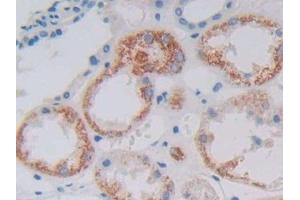 Detection of GDF6 in Human Kidney Tissue using Polyclonal Antibody to Growth Differentiation Factor 6 (GDF6)
