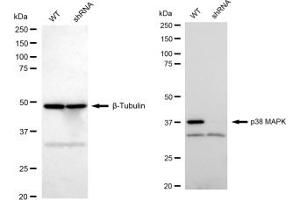 Western blotting analysis using p38 MAPK antibody (ABIN7799447). (Recombinant MAPK14 anticorps)