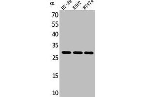 Western Blot analysis of HT29 K562 BT474 cells using BRMS-1 Polyclonal Antibody (BRMS1 anticorps  (C-Term))