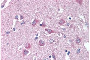 Anti-WNT9A antibody  ABIN1049488 IHC staining of human brain, cortex.