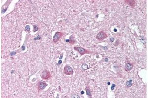 Anti-WNT9A antibody  ABIN1049488 IHC staining of human brain, cortex. (WNT9A anticorps  (N-Term))