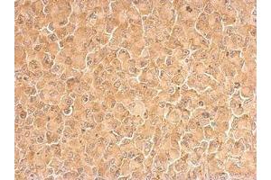 Image no. 1 for anti-Ribosomal Protein L6 (RPL6) (AA 7-223) antibody (ABIN1500745)