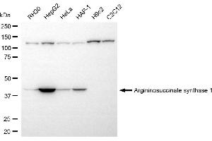 Western blotting analysis using argininosuccinate synthase 1 antibody (ABIN7797647). (ASS1 anticorps)