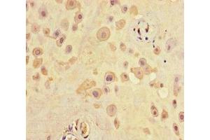 Immunohistochemistry of paraffin-embedded human placenta tissue using ABIN7168711 at dilution of 1:100