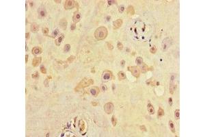 Immunohistochemistry of paraffin-embedded human placenta tissue using ABIN7168711 at dilution of 1:100 (SCG2 anticorps  (AA 31-617))