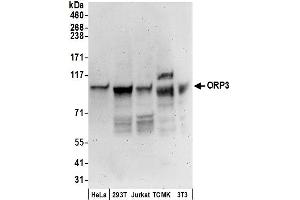 anti-Oxysterol Binding Protein-Like 3 (OSBPL3) (AA 456-506) antibody