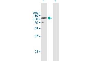 Western Blot analysis of DZIP1L expression in transfected 293T cell line by DZIP1L MaxPab polyclonal antibody. (DZIP1L anticorps  (AA 1-767))