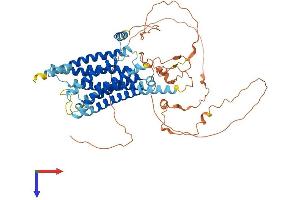 AlphaFold protein structure predicition of Human Recombinant GPR162 Protein, UniprotID Q16538