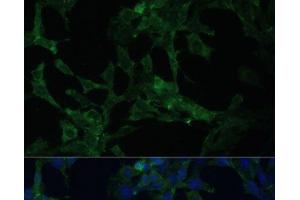 Immunofluorescence analysis of NIH-3T3 cells using CAMLG Polyclonal Antibody at dilution of 1:100 (40x lens).