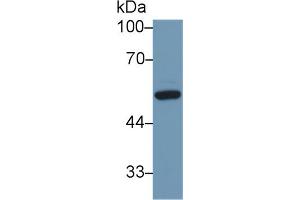 Western blot analysis of Mouse Liver lysate, using Human DBP Antibody (1 µg/ml) and HRP-conjugated Goat Anti-Rabbit antibody ( (Vitamin D-Binding Protein anticorps  (AA 18-211))