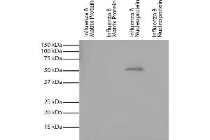 Recombinant influenza proteins were resolved by electrophoresis, transferred to PVDF membrane, and probed with Mouse Anti-Influenza A, Nucleoprotein-UNLB and chemiluminescent detection.