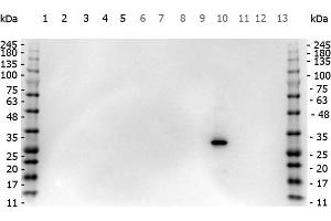 Western Blot of Rabbit anti-RFP antibody. (RFP anticorps)