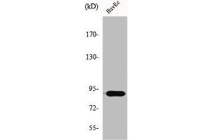 Western Blot analysis of Jurkat cells using Elongin A1 Polyclonal Antibody (TCEB3 anticorps  (Internal Region))