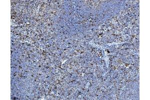 IHC analysis of P4HB using anti-P4HB antibody (ABIN7600075). (P4HB anticorps  (AA 146-363))