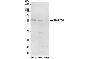 Western Blotting (WB) image for anti-MAP7 Domain Containing 3 (MAP7D3) (AA 826-876) antibody (ABIN7453267)