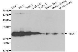 Western blot analysis of extracts of various cell lines, using PSMA5 antibody. (PSMA5 anticorps  (AA 1-241))