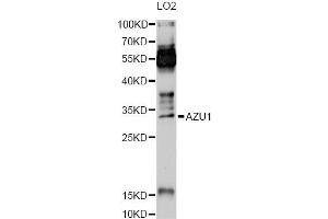 Western blot analysis of extracts of LO2 cells, using AZU1 Antibody (ABIN6291272) at 1:1000 dilution.