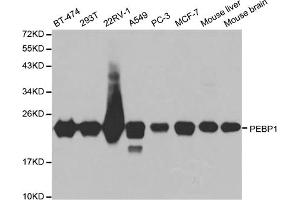 Western blot analysis of extracts of various cell lines, using PEBP1 antibody. (PEBP1 anticorps)