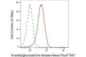Flow cytometric analysis of N-acetylglucosamine kinase expression in HepG2 cells using N-acetylglucosamine kinase antibody (ABIN7799530), 1:2,000). (NAGK anticorps)