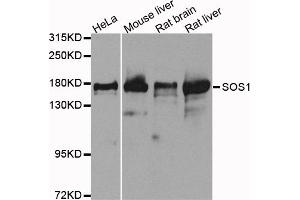 Western blot analysis of extracts of various cell lines, using SOS1 antibody. (SOS1 anticorps)
