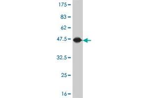 Western Blot detection against Immunogen (45.