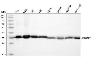Western blot analysis of C1QBP using anti-C1QBP antibody (ABIN4886491). (C1QBP anticorps  (AA 190-282))