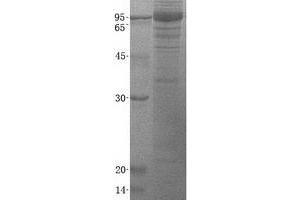Validation with Western Blot (Cadherin 9 Protein (CDH9) (His tag))