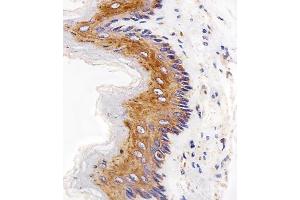 anti-Epidermal Growth Factor Receptor (EGFR) (AA 1163-1191), (C-Term) antibody