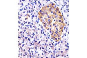 (ABIN390207 and ABIN2840690) staining DDIT4 in human pancreas tissue sections by Immunohistochemistry (IHC-P - paraformaldehyde-fixed, paraffin-embedded sections). (DDIT4 anticorps  (N-Term))