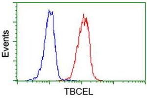 Image no. 2 for anti-Tubulin Folding Cofactor E-Like (TBCEL) antibody (ABIN1501325) (TBCEL anticorps)