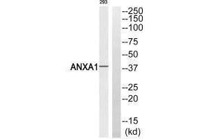 Western blot analysis of extracts from 293 cells, using ANXA1 (Ab-21) antibody.