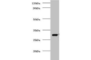 Western blot All lanes: COP9 signalosome complex subunit 7a antibody at 2 μg/mL + Mouse brain tissue Secondary Goat polyclonal to rabbit IgG at 1/10000 dilution Predicted band size: 30 kDa Observed band size: 30 kDa (COPS7A anticorps  (AA 2-275))