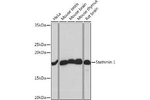 Western blot analysis of extracts of various cell lines, using Stathmin 1 Rabbit mAb (ABIN1678518, ABIN3018873, ABIN3018874 and ABIN7101680) at 1:1000 dilution. (Stathmin 1 anticorps)