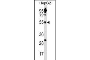 ZN Antibody (N-term) (ABIN1539262 and ABIN2850403) western blot analysis in HepG2 cell line lysates (35 μg/lane). (ZNF500 anticorps  (N-Term))