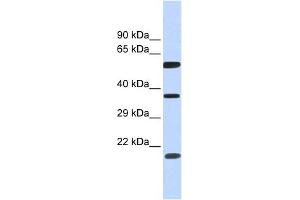NT5DC1 antibody used at 1 ug/ml to detect target protein. (NT5DC1 anticorps  (N-Term))