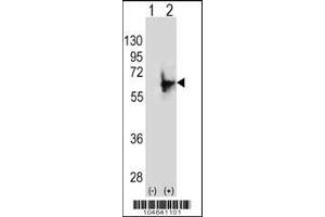 Western blot analysis of NMT2 using rabbit polyclonal NMT2 Antibody (E31) using 293 cell lysates (2 ug/lane) either nontransfected (Lane 1) or transiently transfected (Lane 2) with the NMT2 gene.