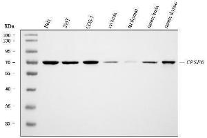 Western blot analysis of CPSF6 using anti-CPSF6 antibody (ABIN7601897).