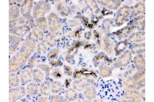 IHC testing of FFPE rat kidney with GNB1 antibody at 1ug/ml. (GNB1 anticorps  (AA 2-42))