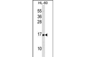 HIST1H2BD Antibody (N-term) (ABIN1538789 and ABIN2850511) western blot analysis in HL-60 cell line lysates (35 μg/lane). (HIST1H2BD anticorps  (N-Term))