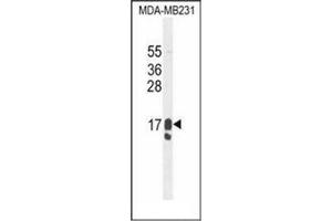 Western blot analysis of PIP / GCDFP15 Antibody (C-term) in MDA-MB231 cell line lysates (35ug/lane). (PIP anticorps  (C-Term))