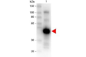 Western Blot of Peroxidase conjugated Goat anti-MONKEY IgG gamma antibody. (Chèvre anti-Singe IgG (Chain gamma) Anticorps (HRP))